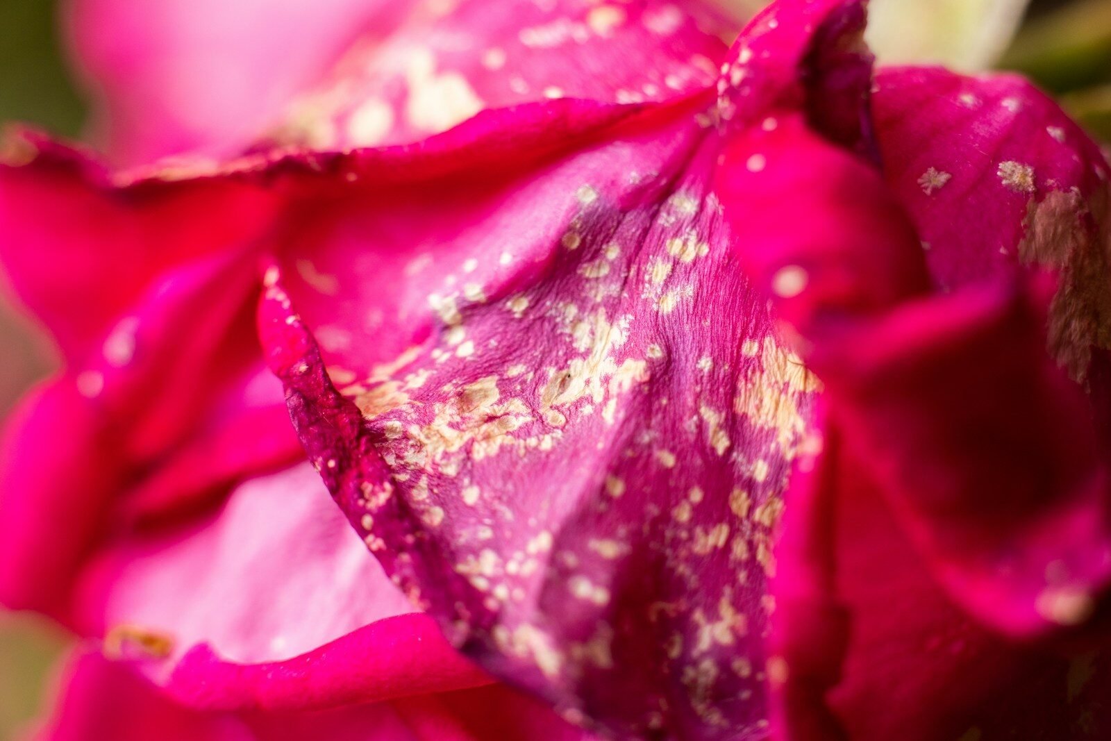 pink flower in macro photography