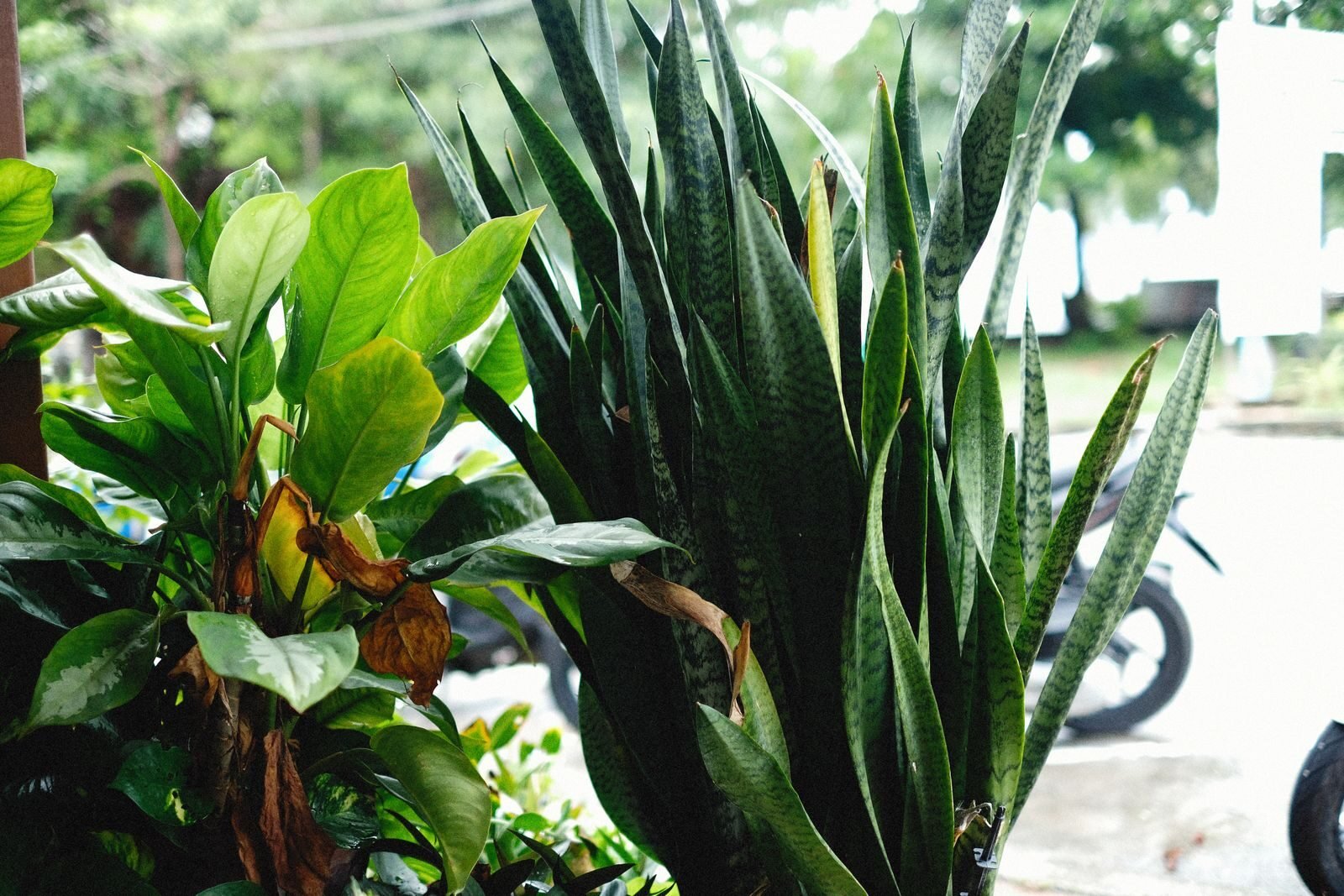 Close-up of vibrant green snake plant with surrounding foliage indoors.