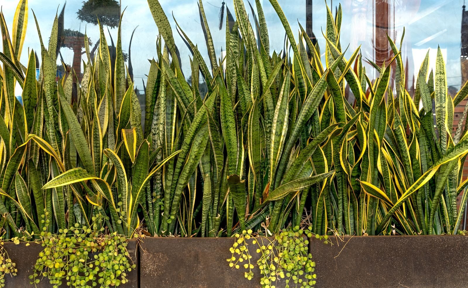 Dense Sansevieria plants thriving in outdoor metal planters, under natural light.