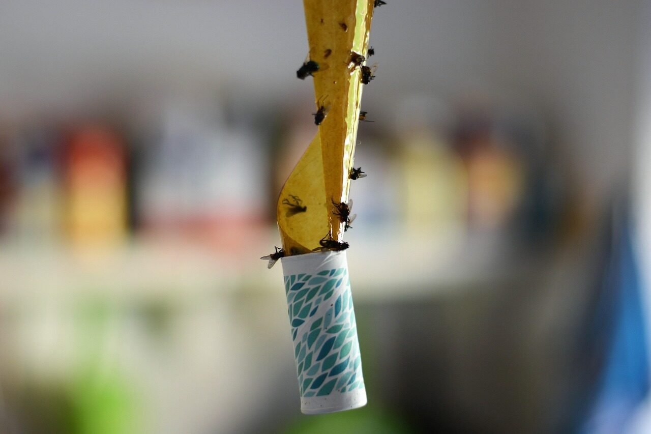 housefly, fly catcher, insects, insect trap, sticky trap, fly, housefly, housefly, housefly, housefly, housefly, fly catcher, fly catcher, insect trap, sticky trap, sticky trap, sticky trap