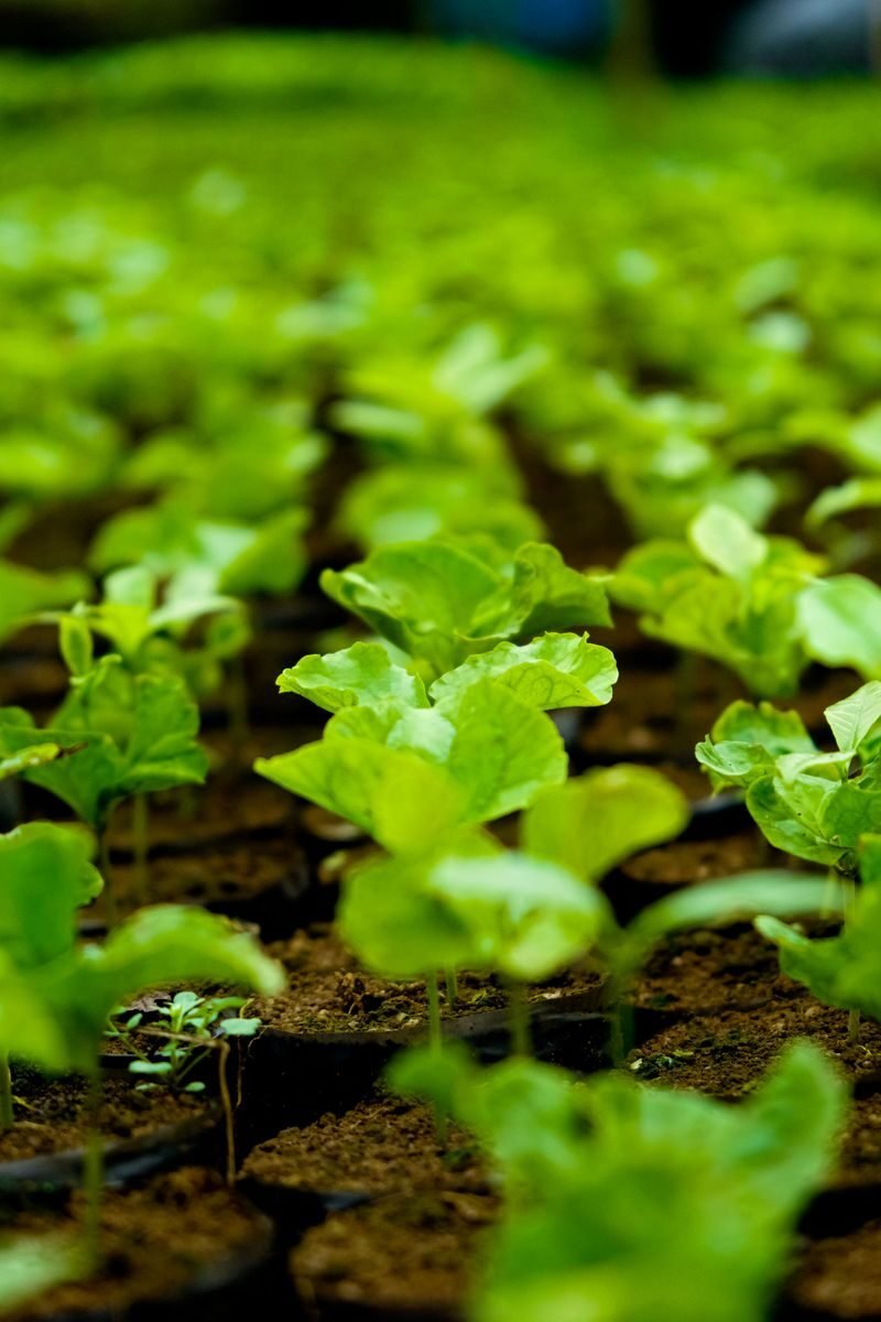 Agdia Plant