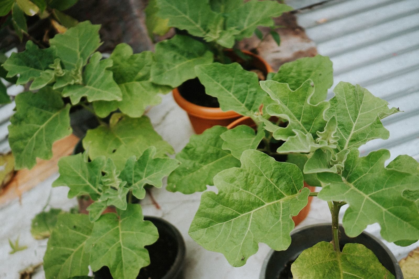 Agdia Plant