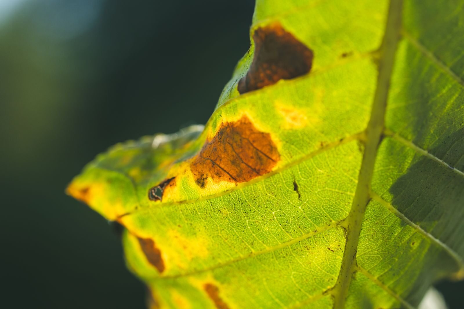 Detailed macro image of a green leaf featuring brown spots and signs of decay in natural light.