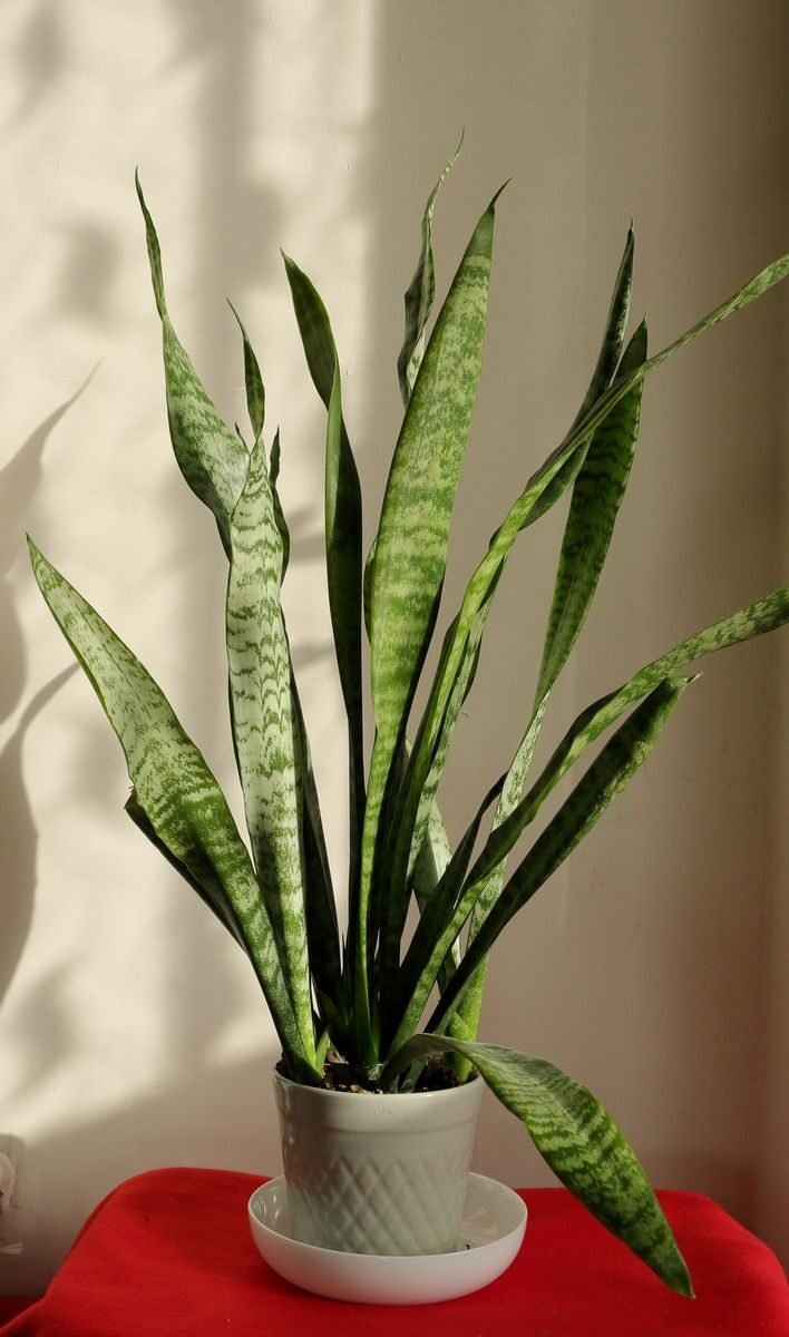 Elegant snake plant in a bright setting with stylish pot, perfect for indoor decoration.