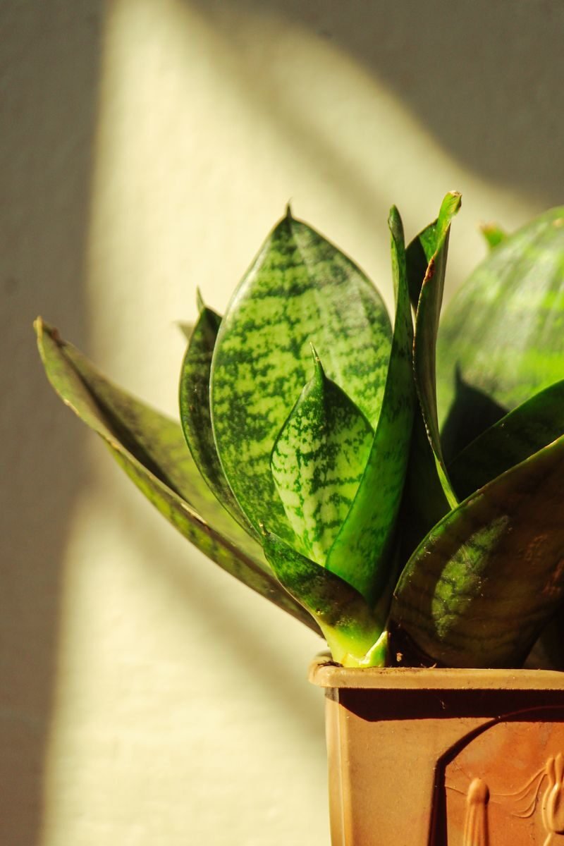 Detailed image of a sansevieria plant in bright sunlight, showcasing its distinctive green leaves.