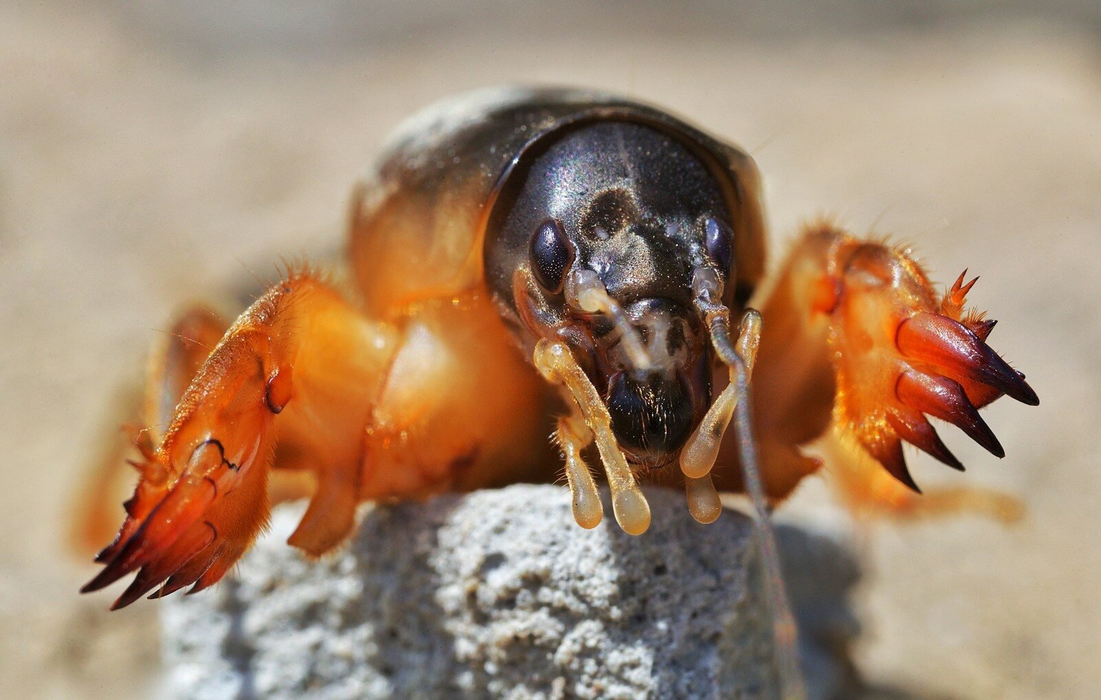 a close up of a bug on a rock