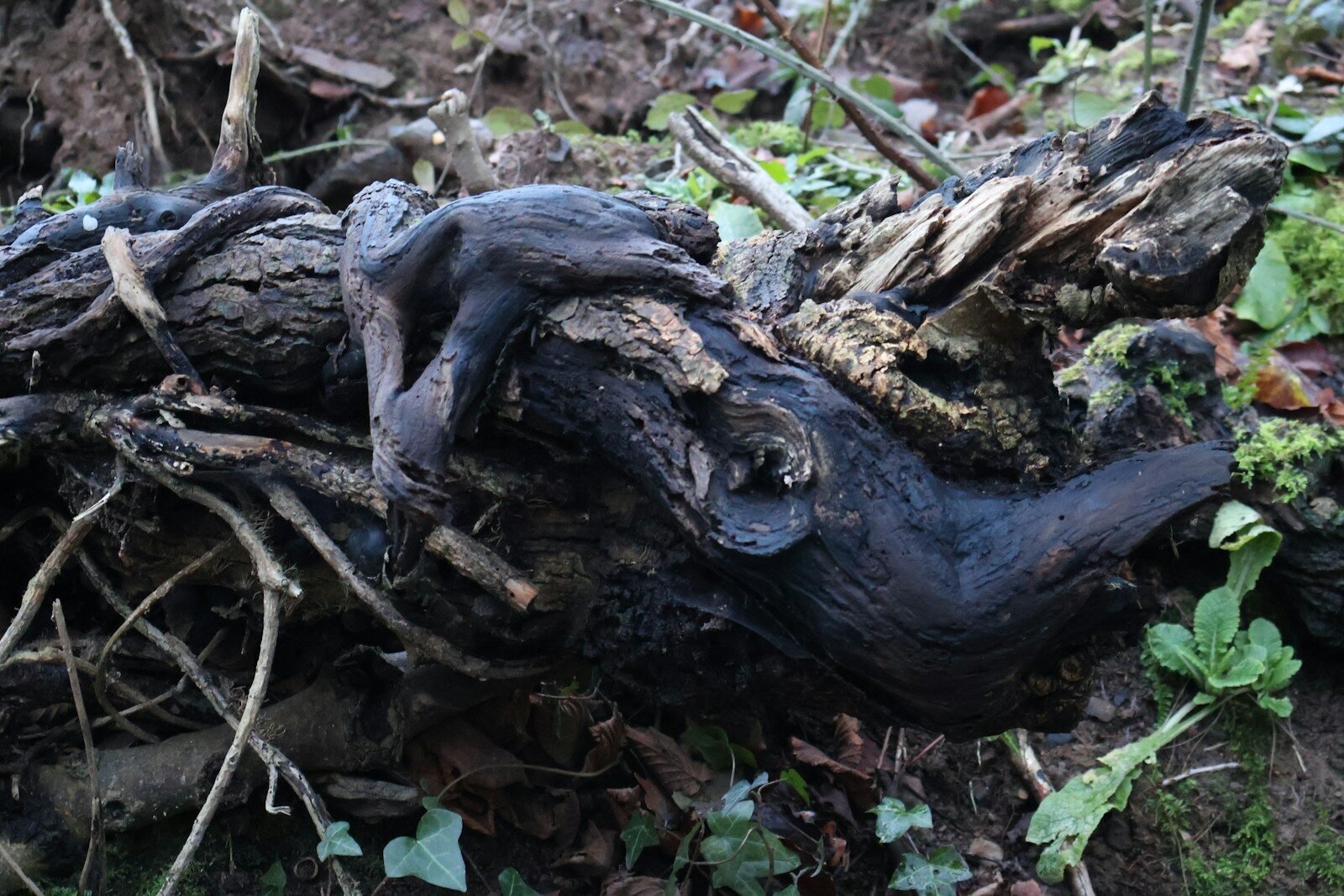 A dark, gnarled tree stump with moss and leaves.