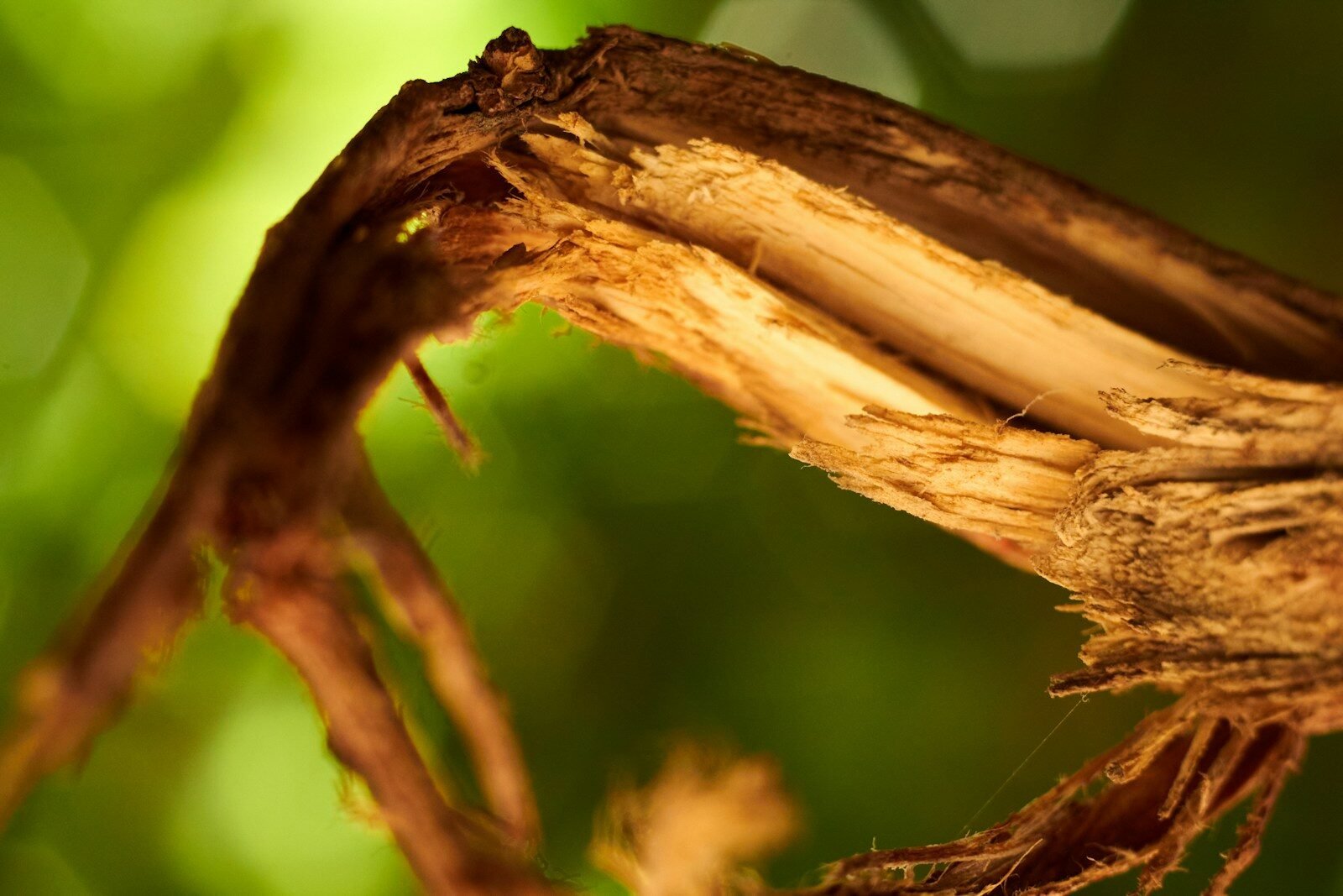 a close up of a tree branch with a blurry background