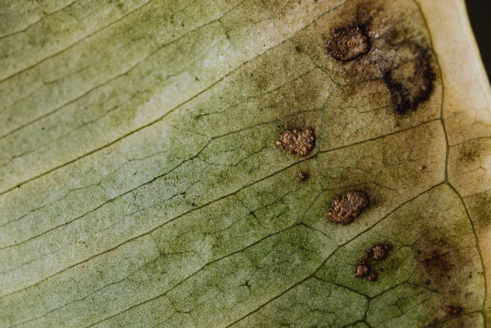 Plantix Plant Disease