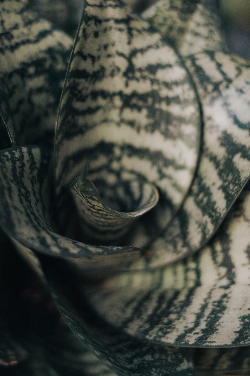 Close-up of textured snake plant leaves with dark green stripes