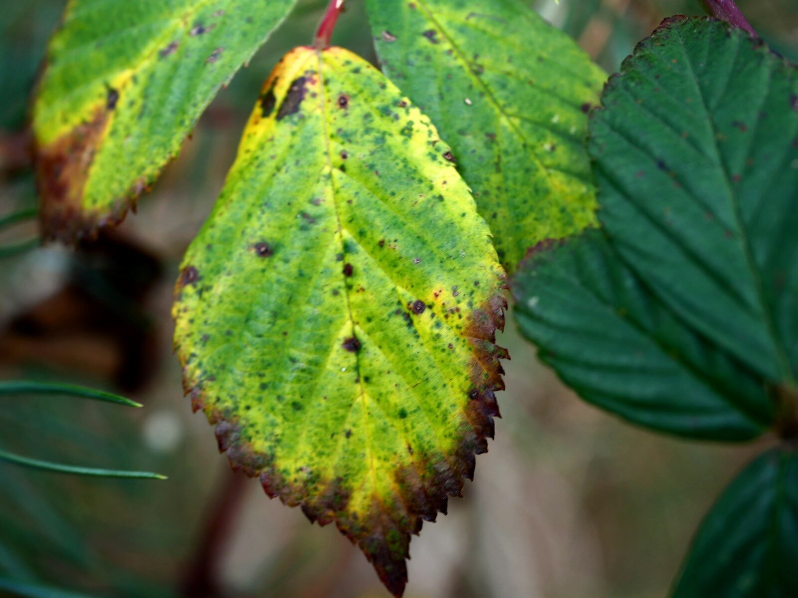 Autumn leaves show yellow and brown discoloration.