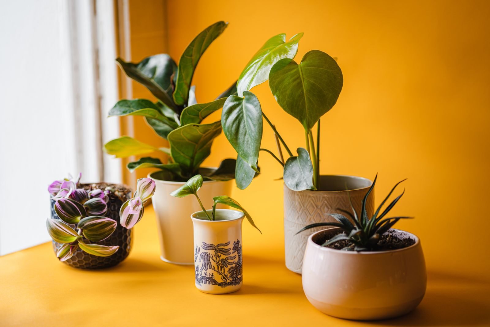 Fungus Gnats in Houseplants