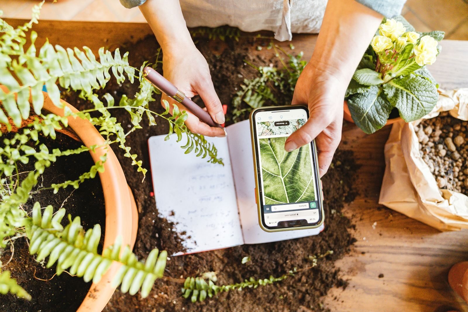 Plant Disease Identification App