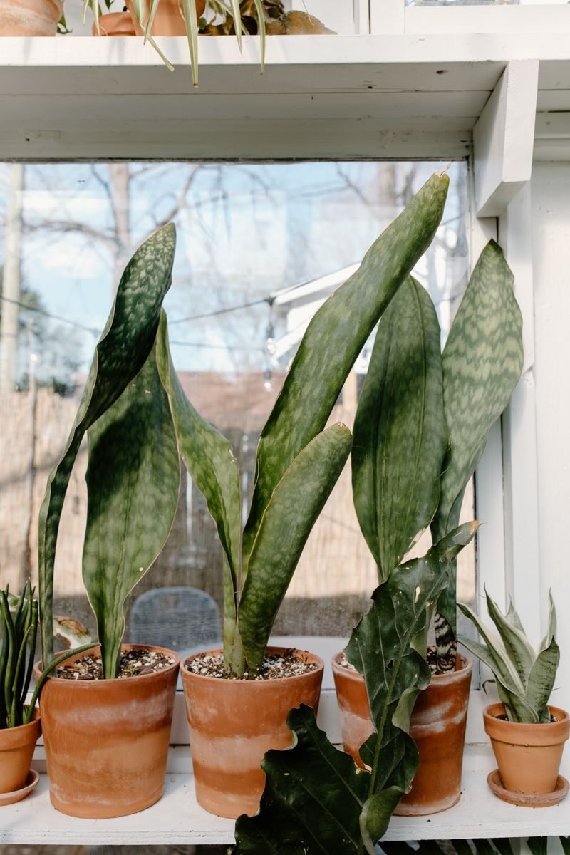 A collection of indoor snake plants in clay pots placed on a windowsill, creating a serene natural setting.