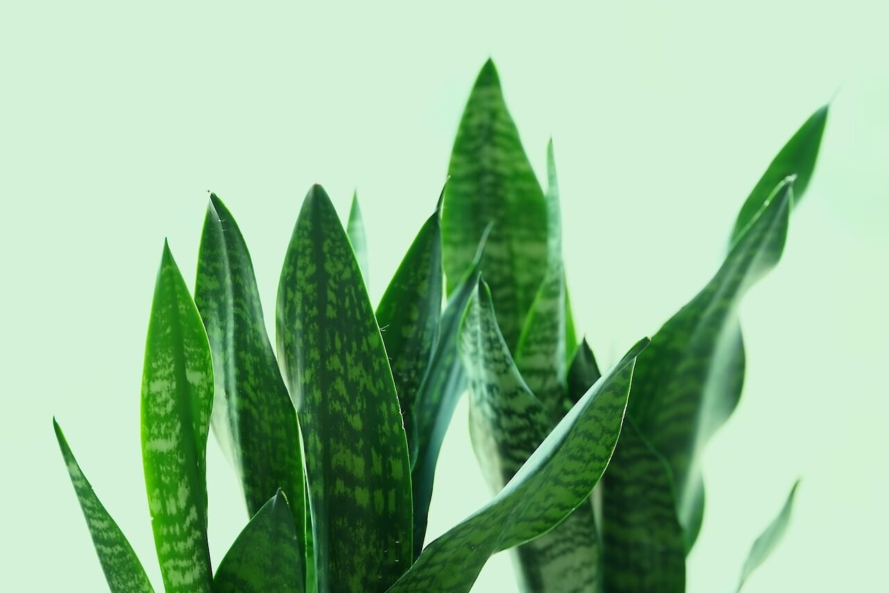 sanseviera, plant, snake plant, flora, nature, snake plant, snake plant, snake plant, snake plant, snake plant