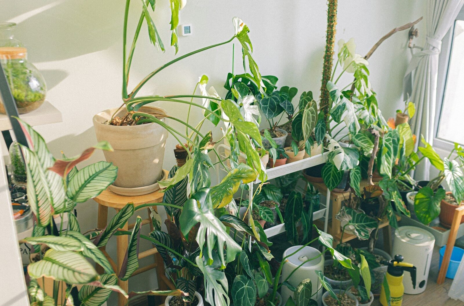 Fungus Gnats in Houseplants