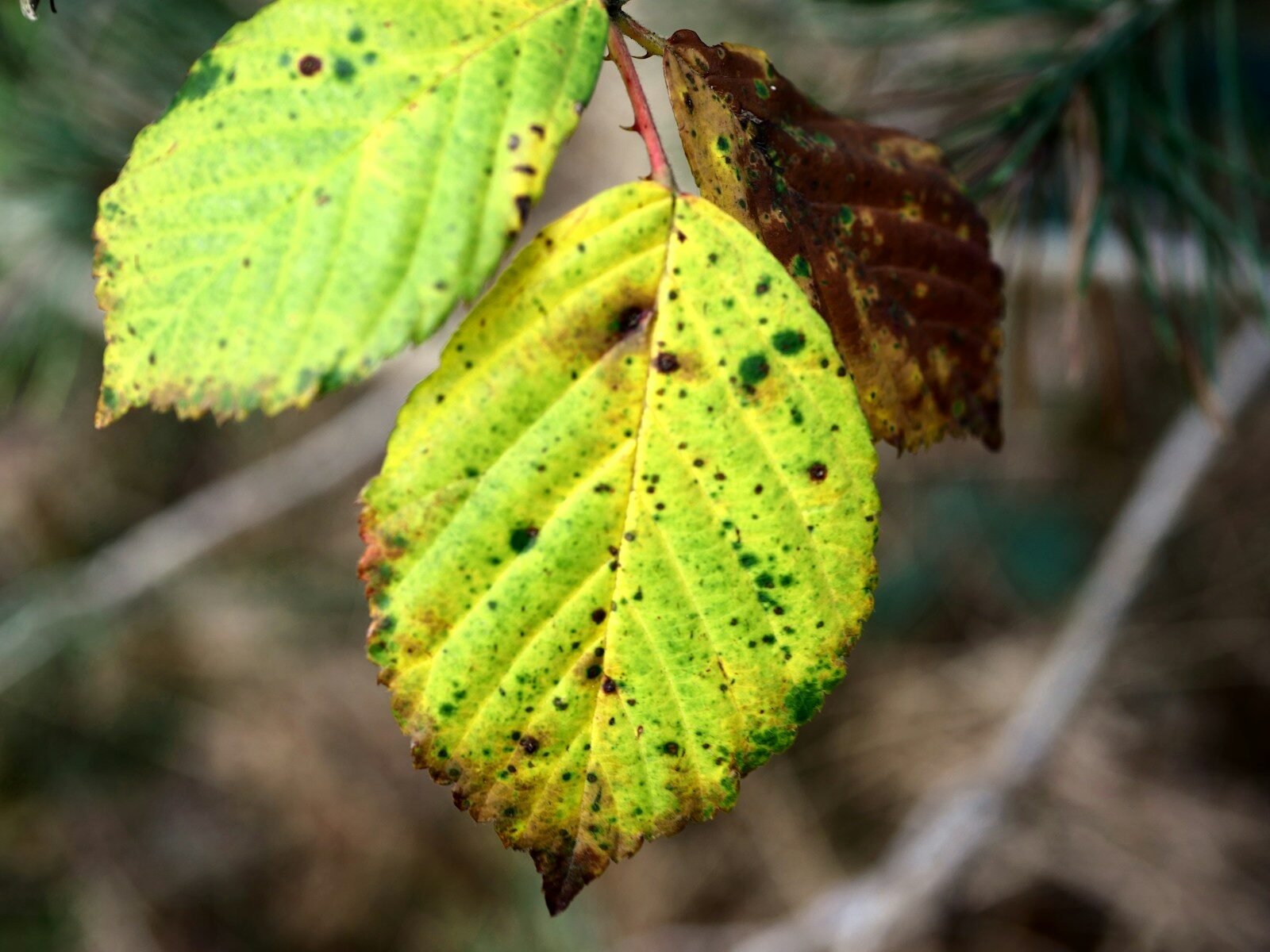 Autumn leaves with yellow and brown spots.