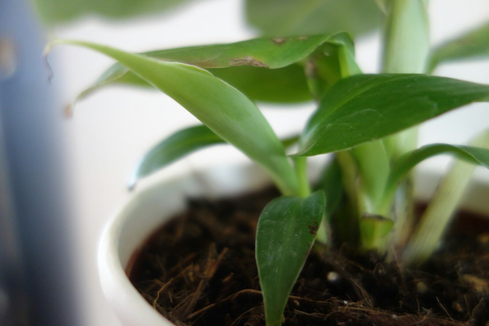 a plant in a pot
