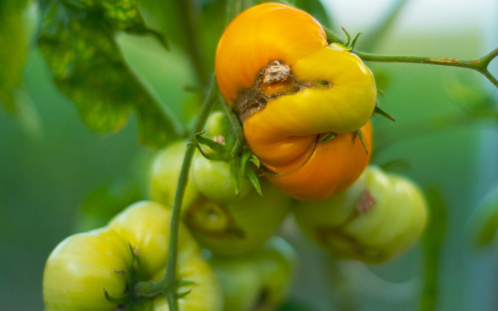 A close up of a bunch of fruit on a tree