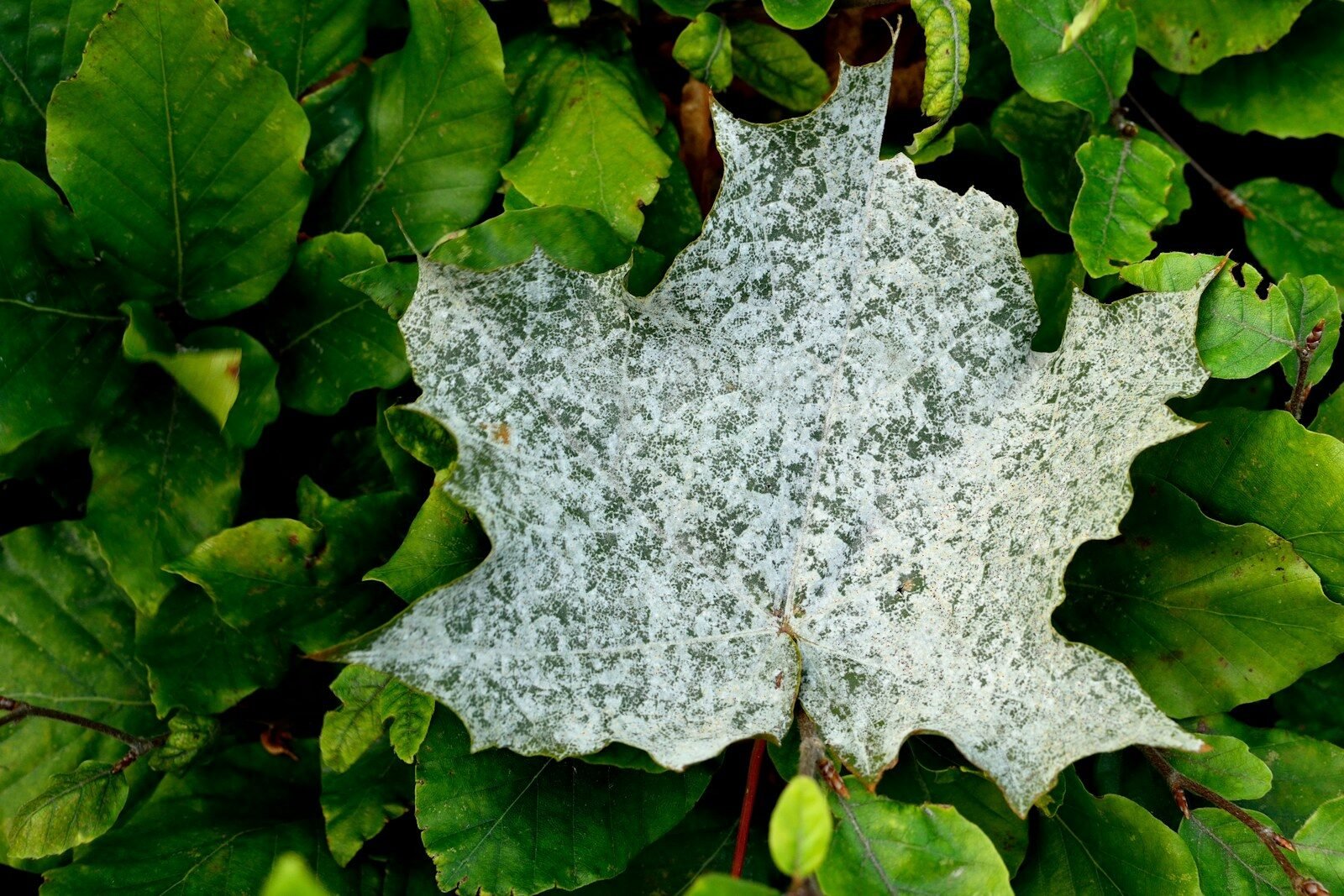 Powdery Mildew