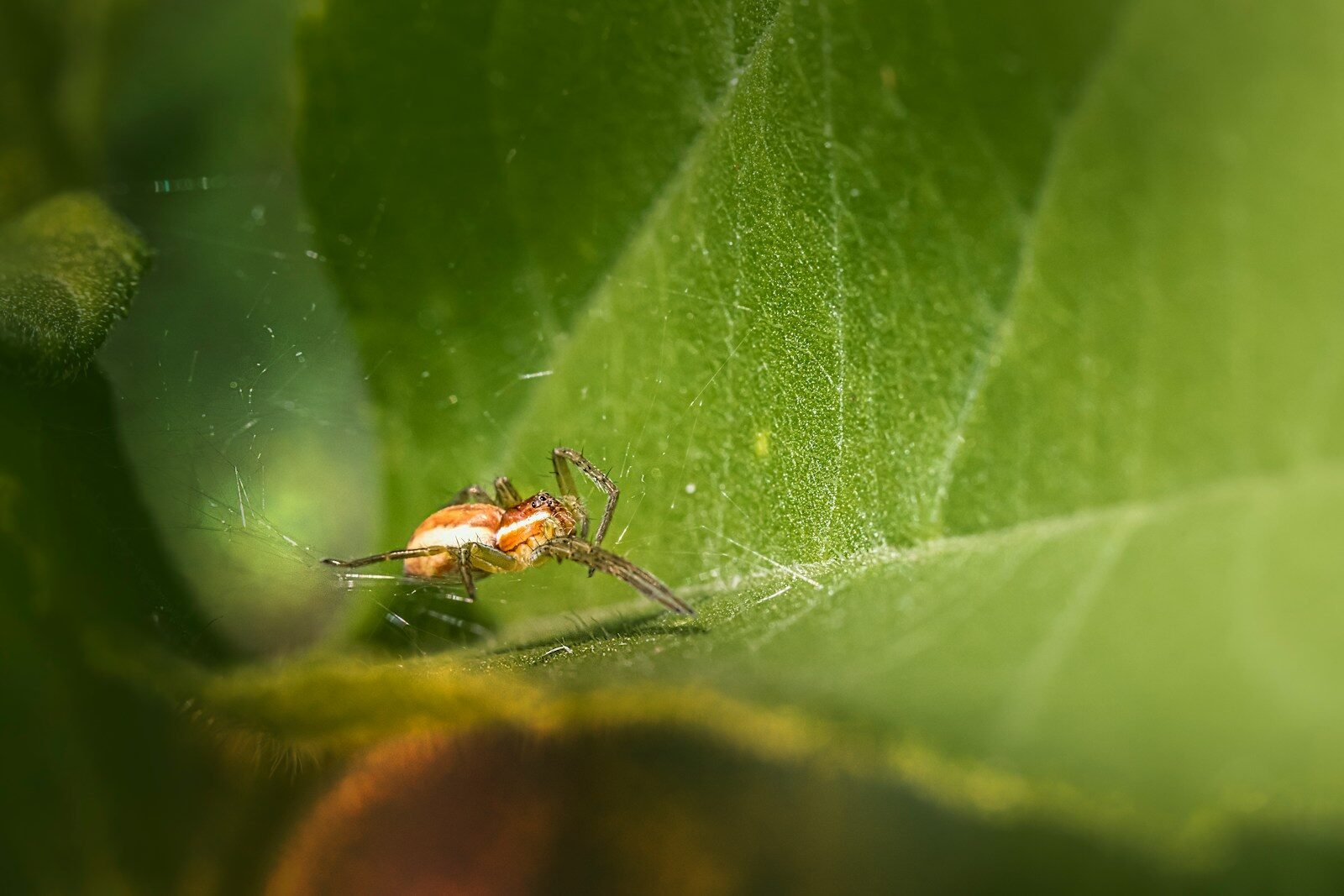 a close up of a spider on a leaf