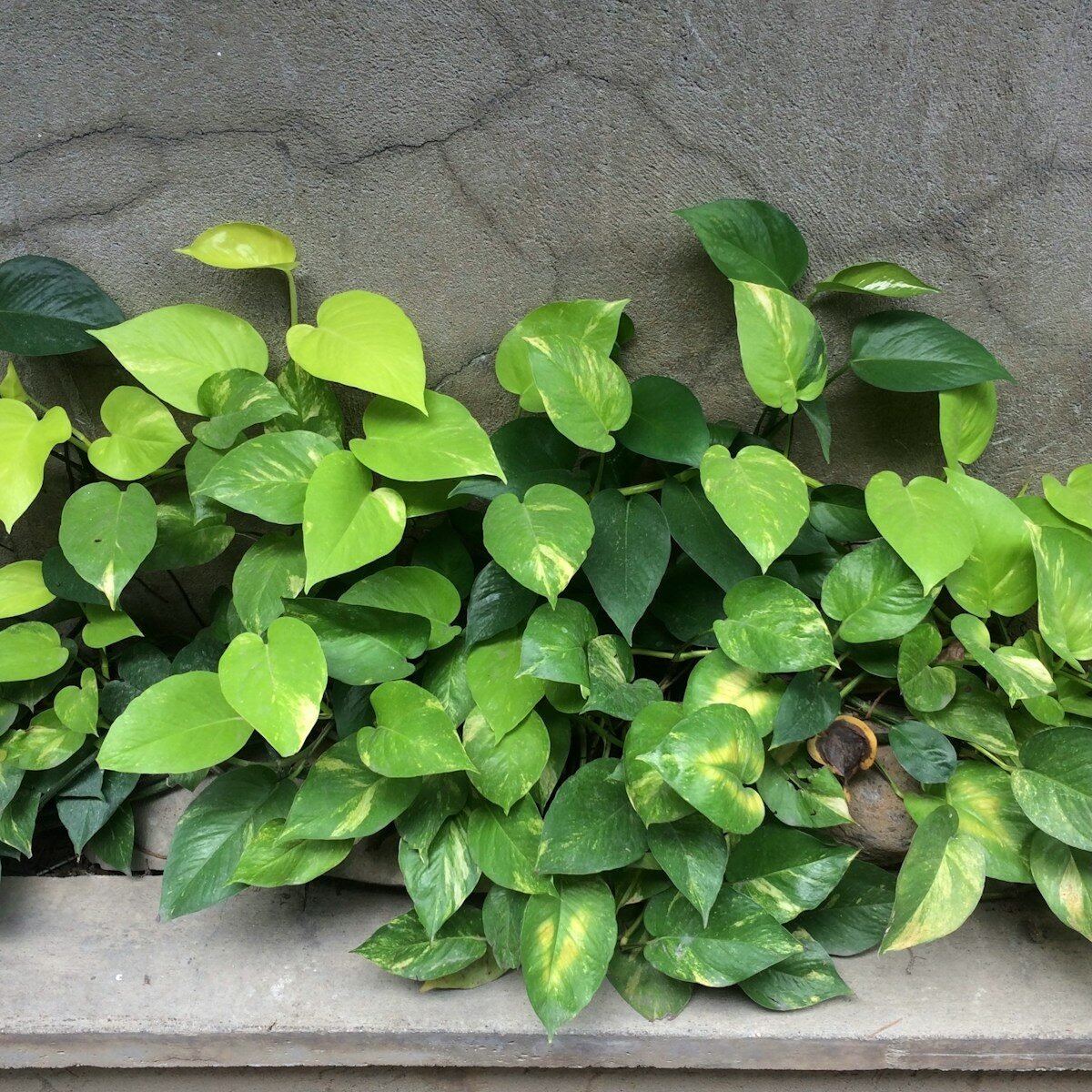 Sill Pothos Care