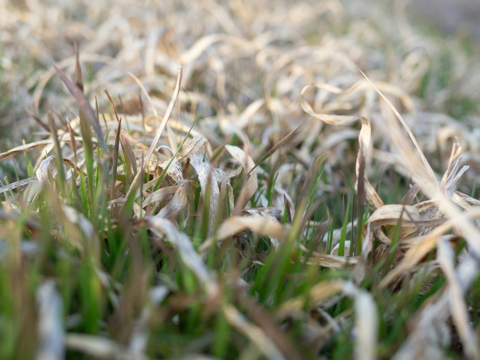 a close up of grass with a blurry background