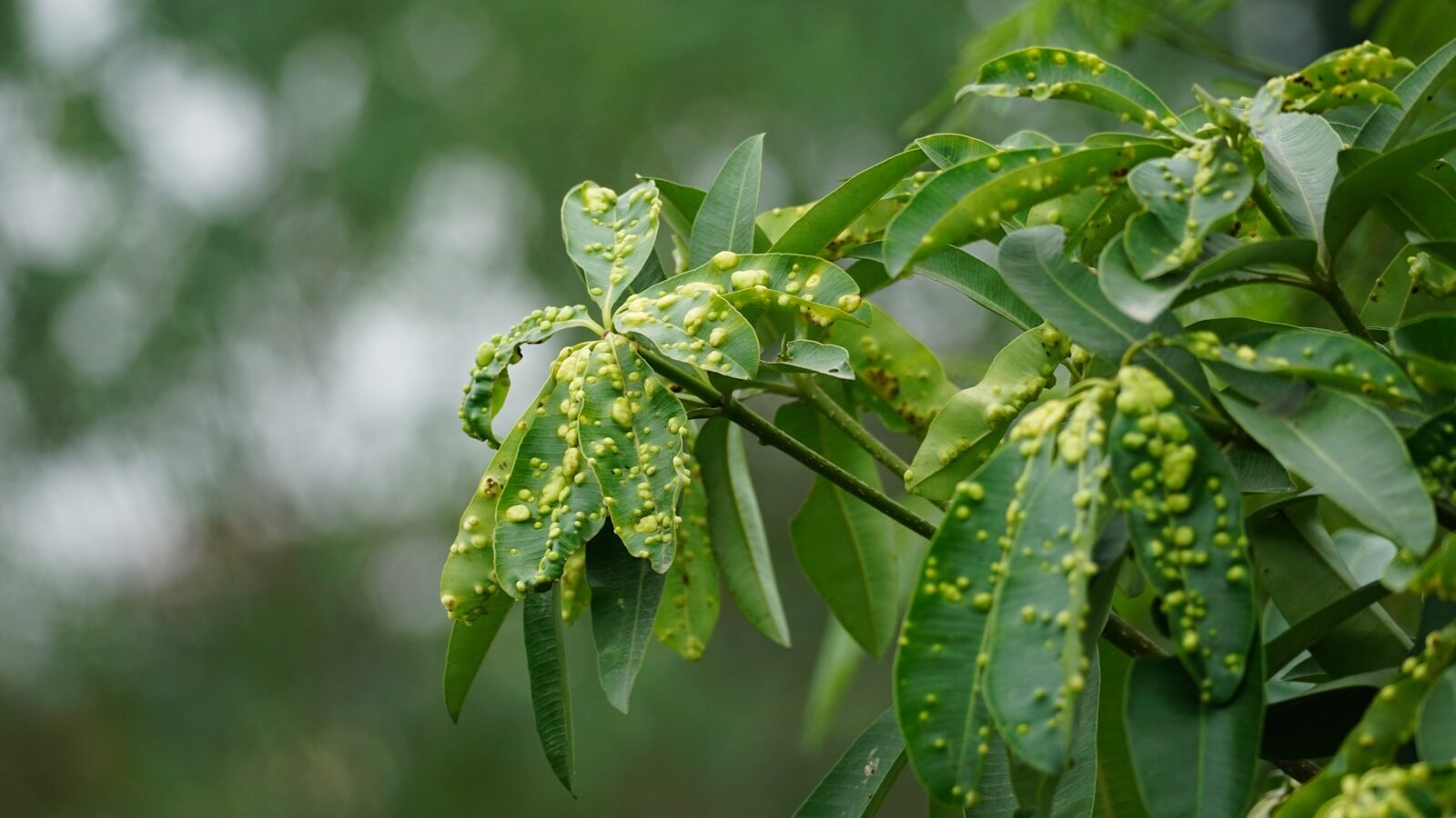 Green leaves with yellow bumps on branches