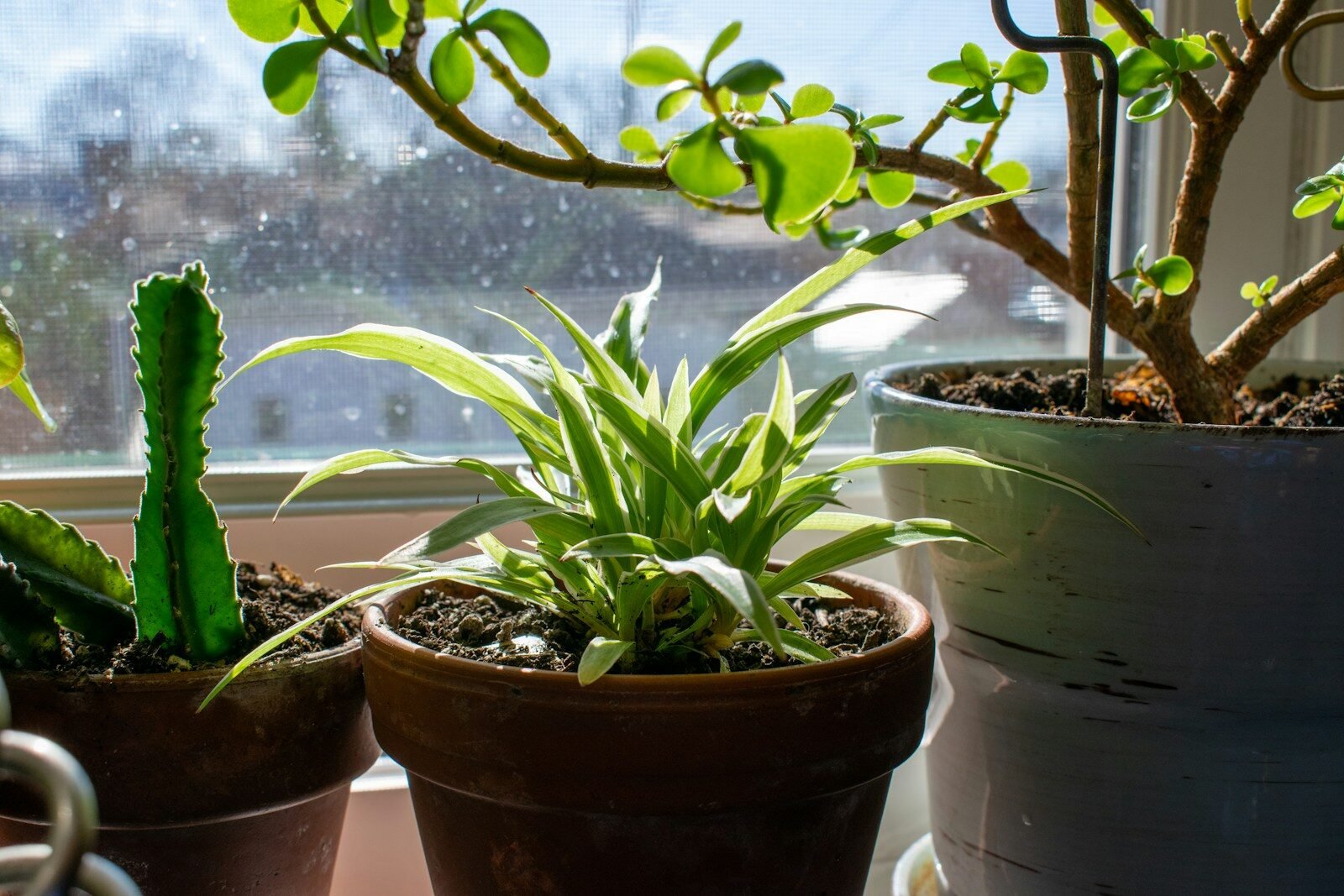 Moisture Meters for Indoor Plants