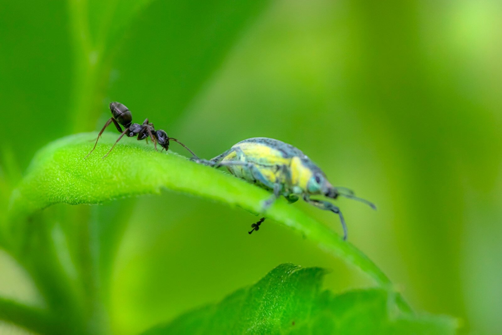 a bug on a leaf