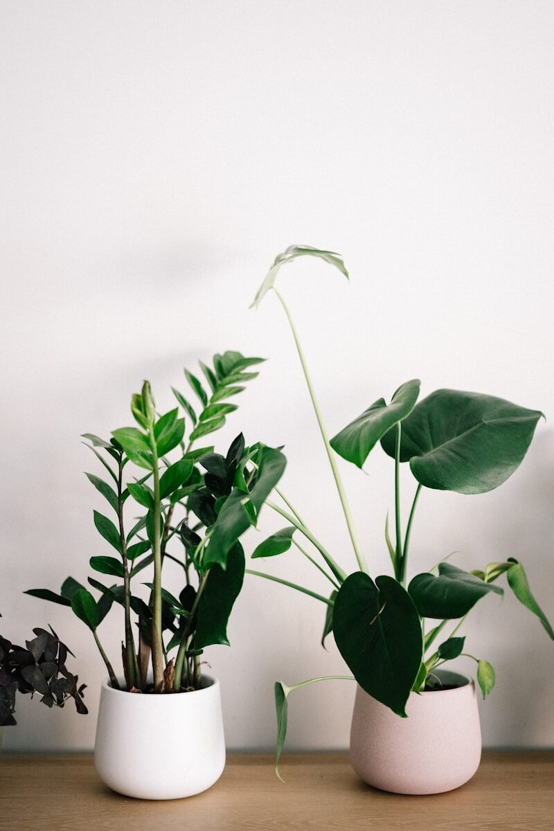 Gnats in Houseplants 