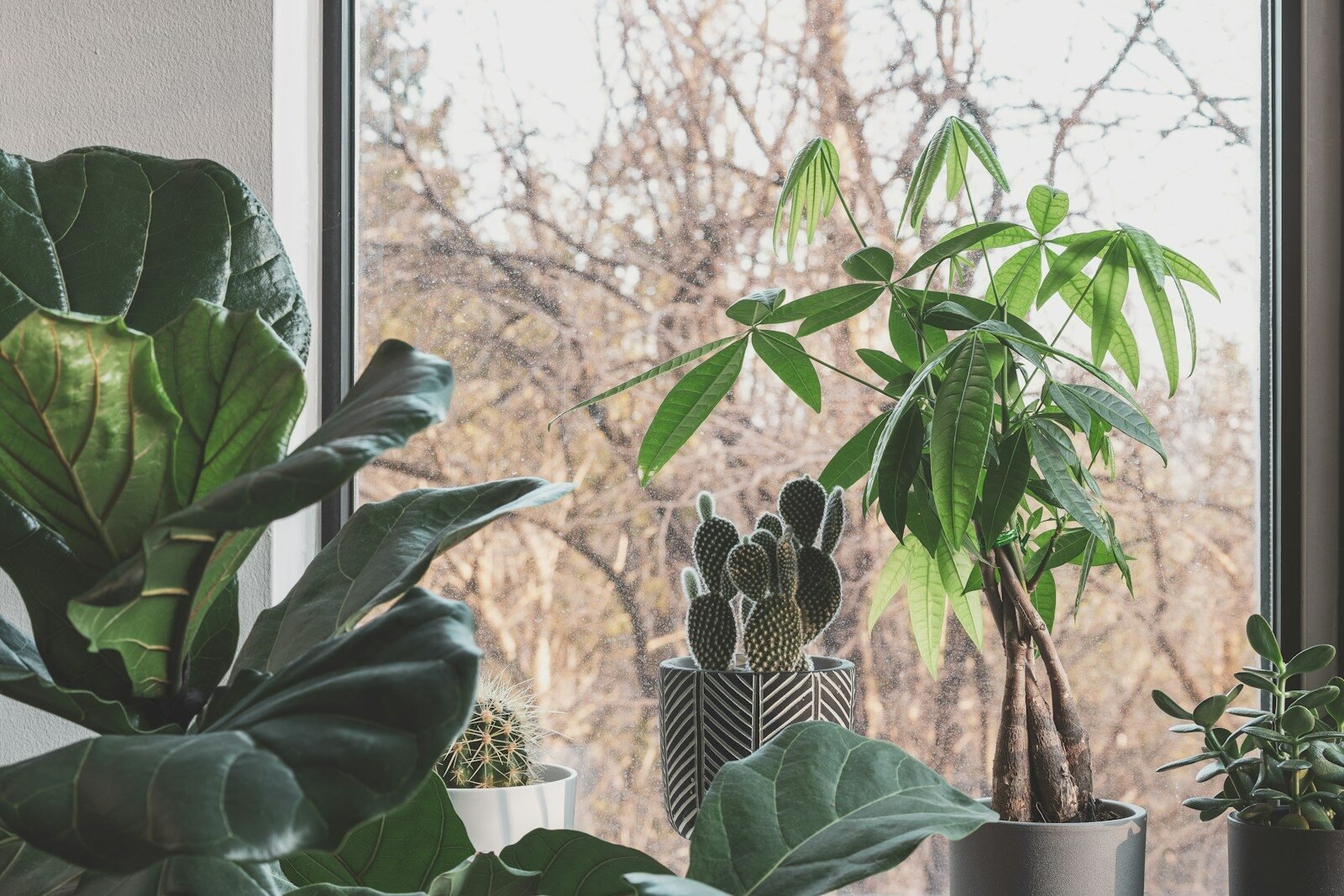 Moisture Meters for Indoor Plants