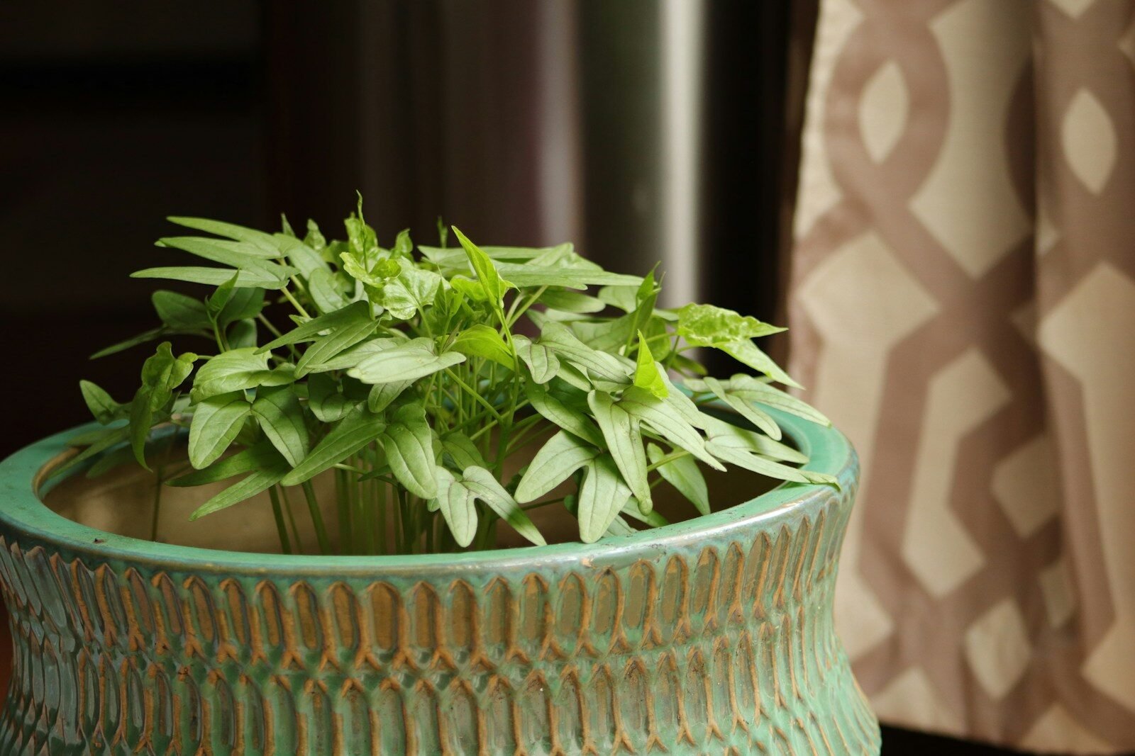 a plant in a pot