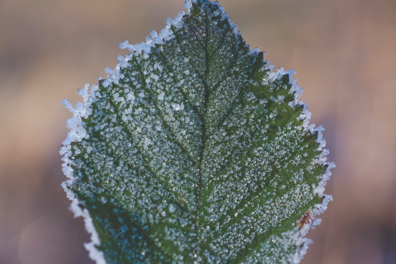 close-up photography of frozen leaf