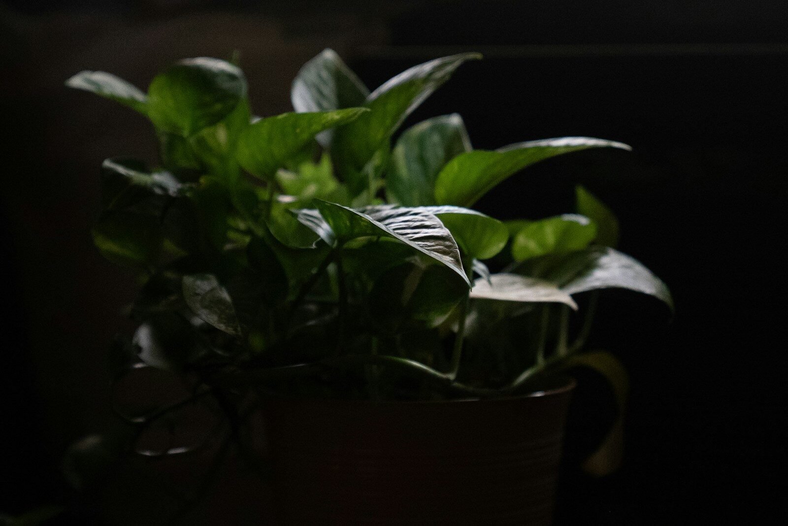 Low-Light Houseplants