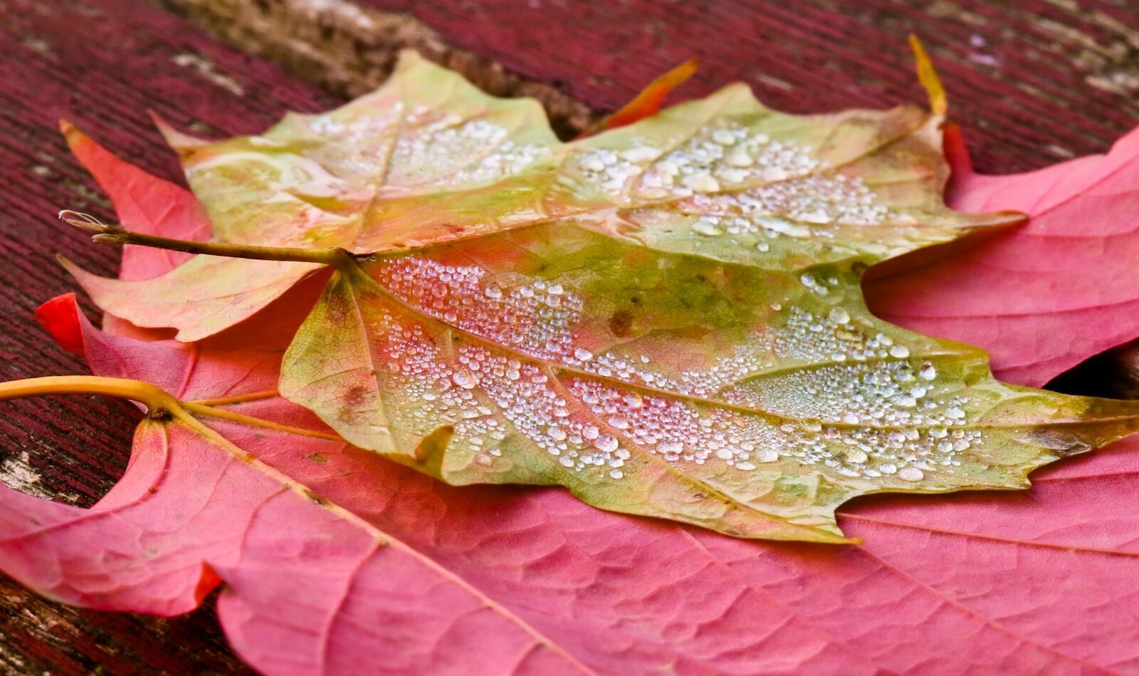 A close up of a fallen leaf on a bench