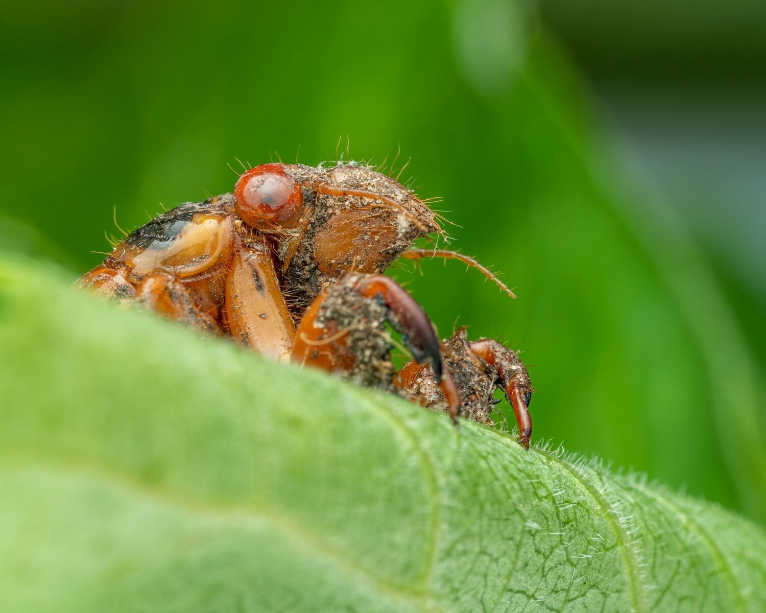 a close up of a bug