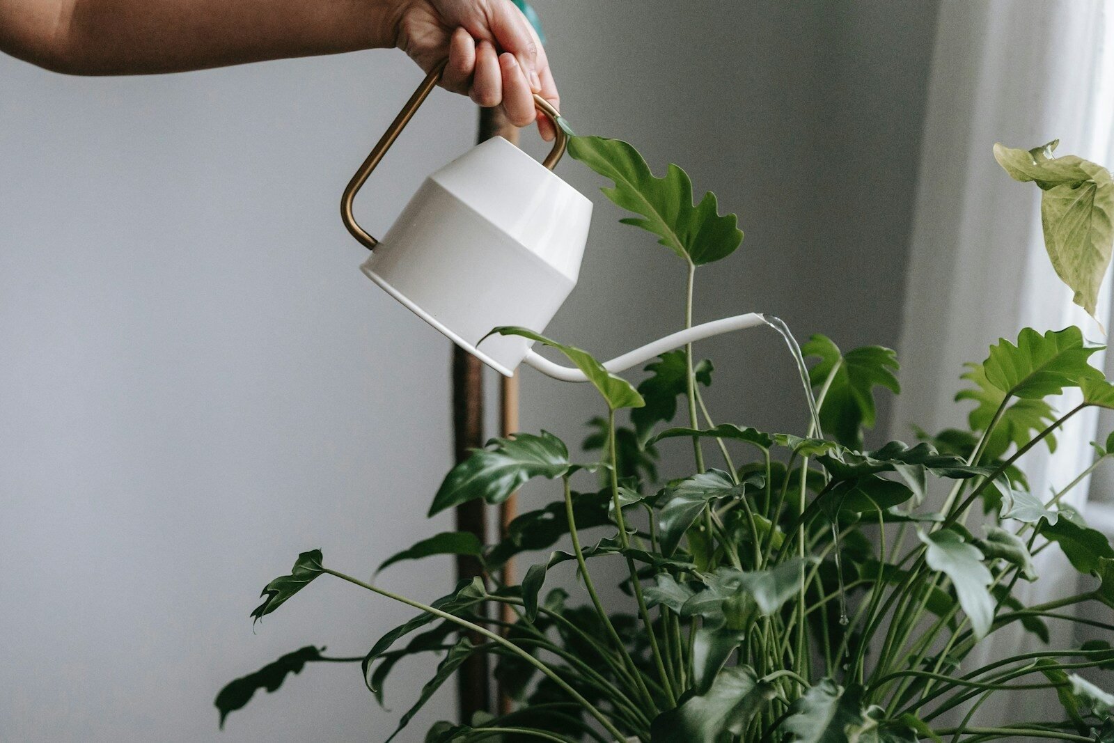 a woman watering a plant with a watering can