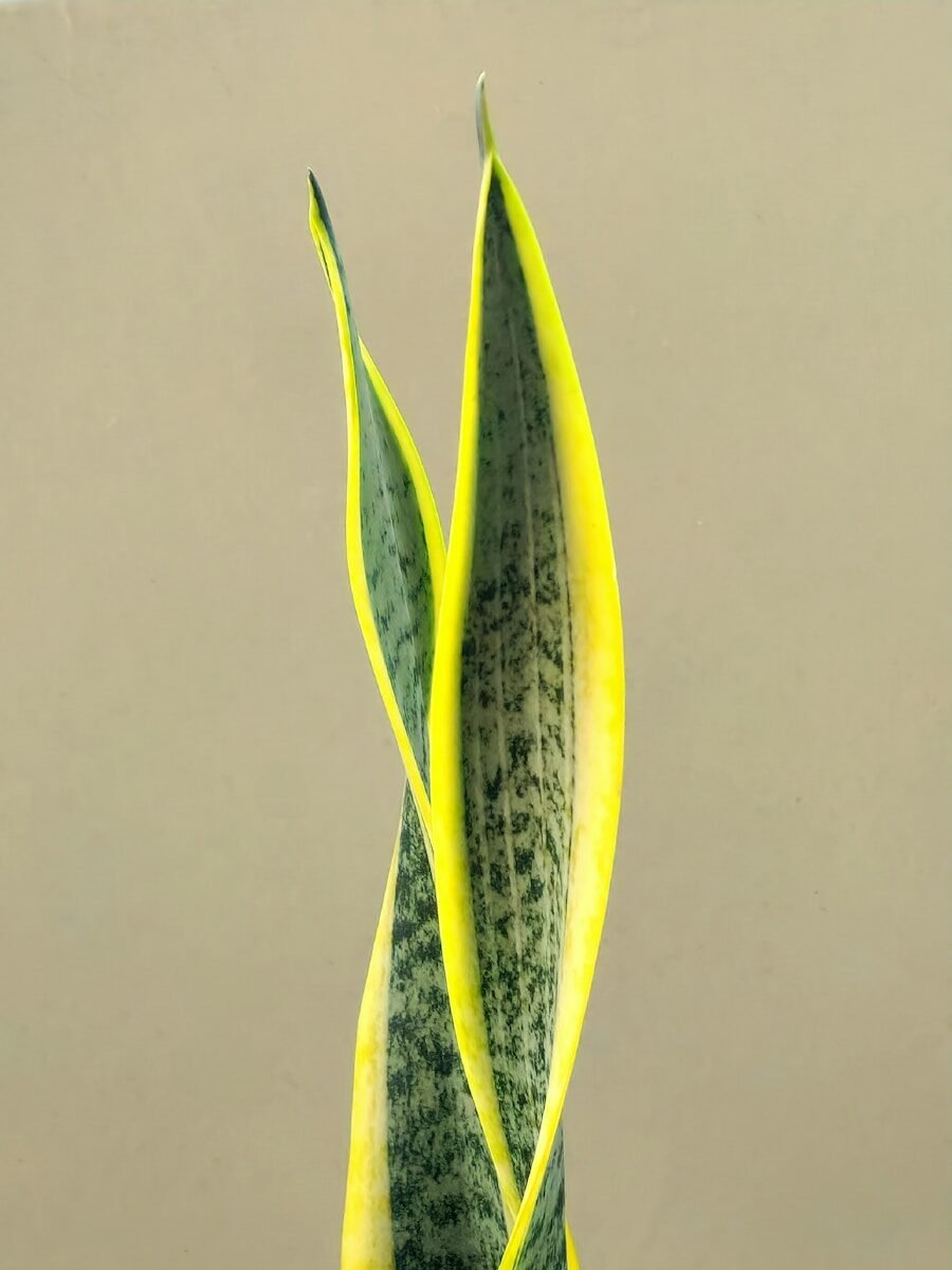 a close up of a green and yellow plant