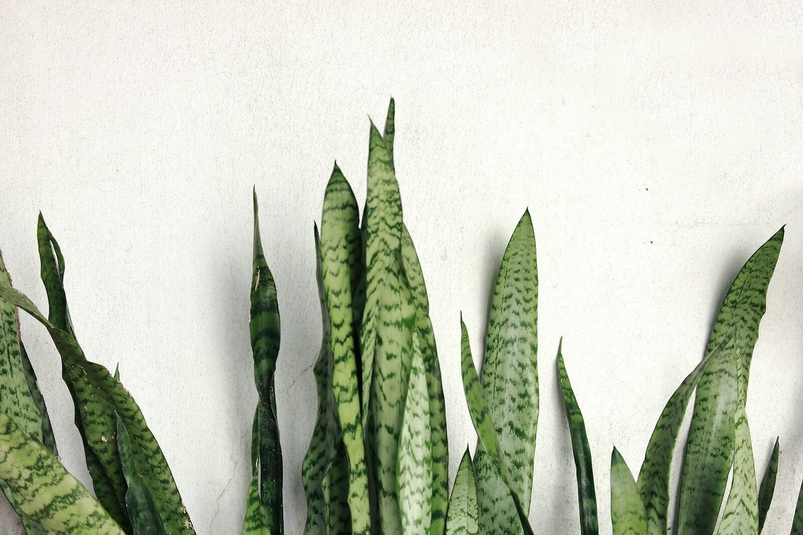 a group of cactus