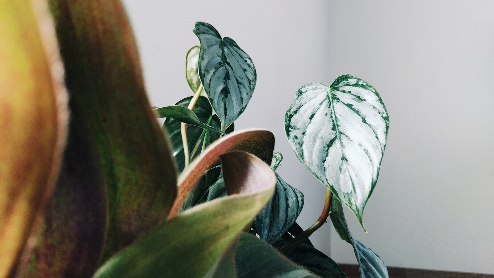 Fungus Gnats in Houseplants