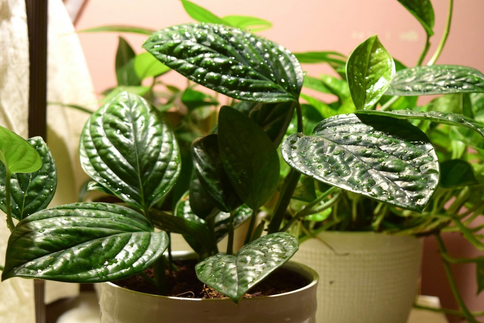 A potted houseplant with patterned green leaves.