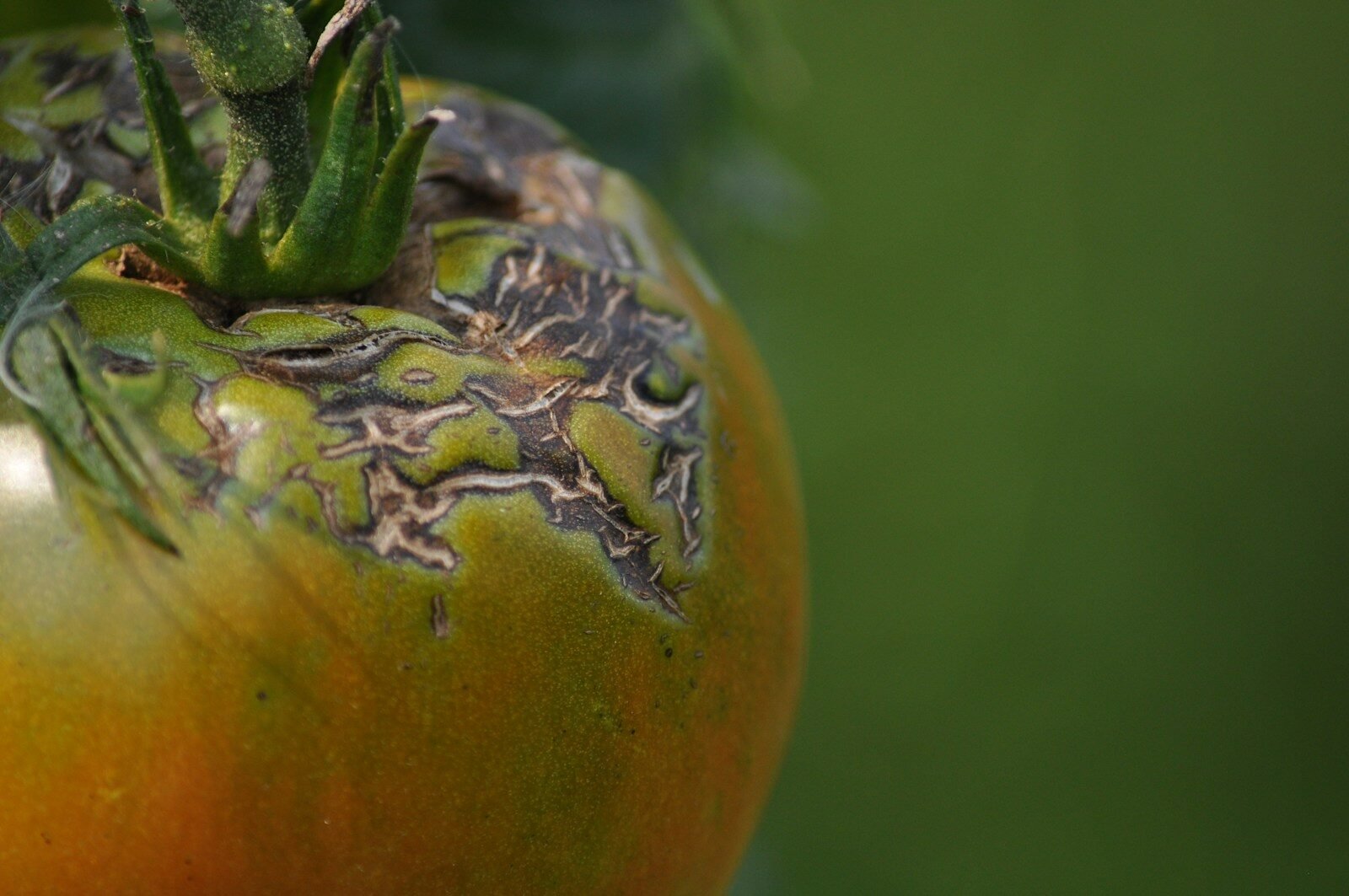A close up of a tomato with a green stem
