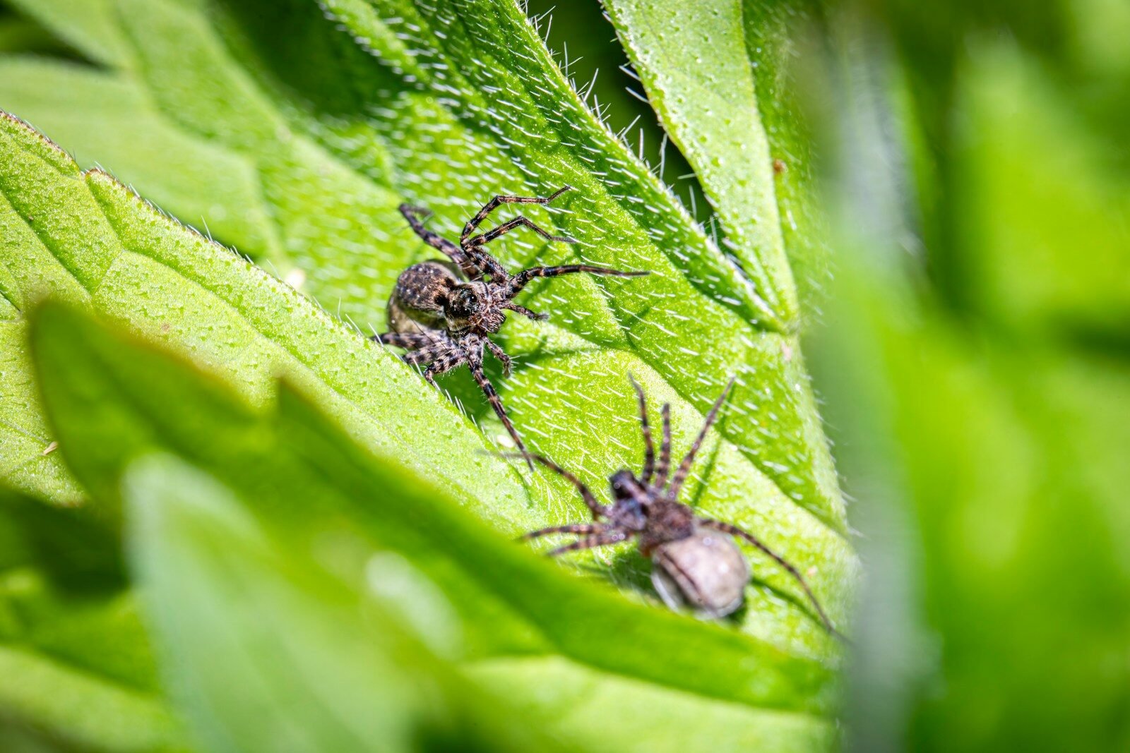 Spider Mites
