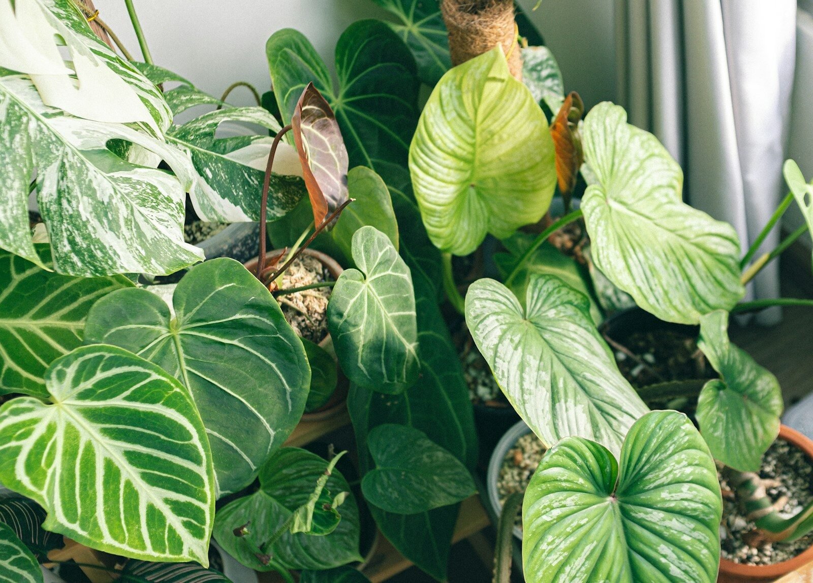 Lush Growth Indoors