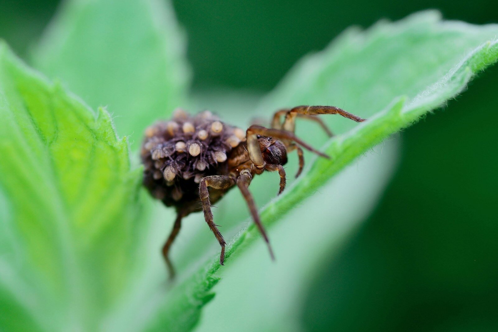 A close up of a spider on a leaf
