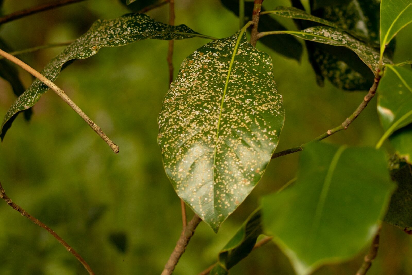 a green leaf with white spots on it
