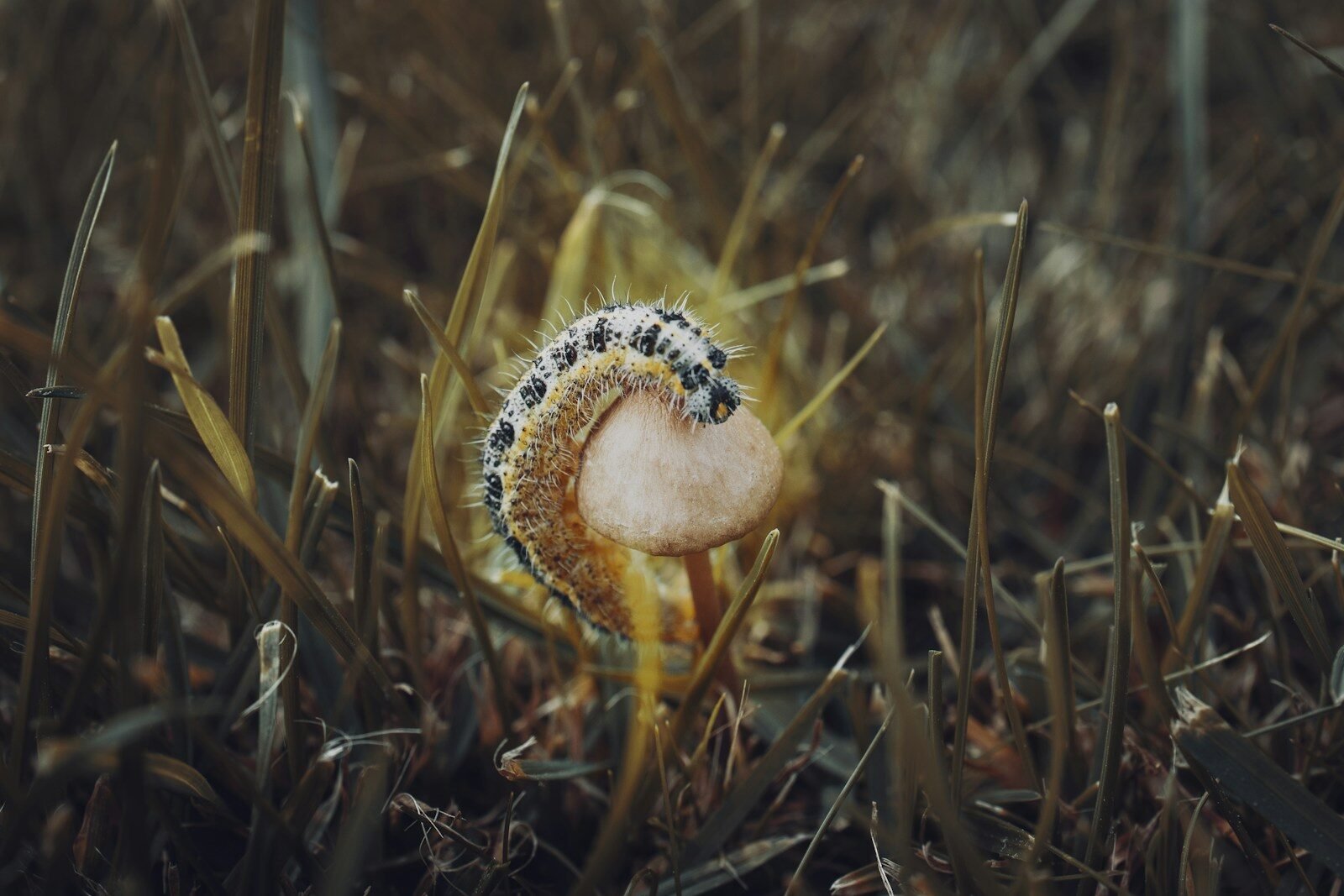 brown and white mushroom in close up photography