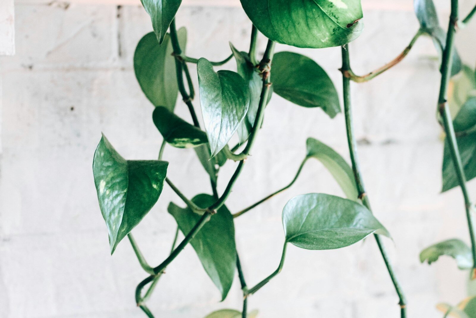 Sill Pothos Care