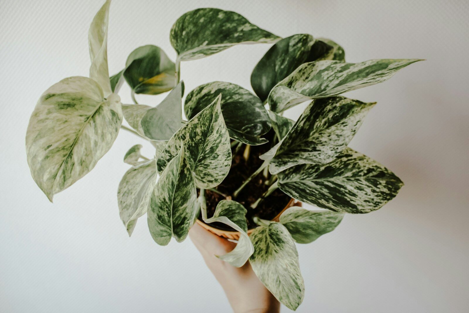 Sill Pothos Care
